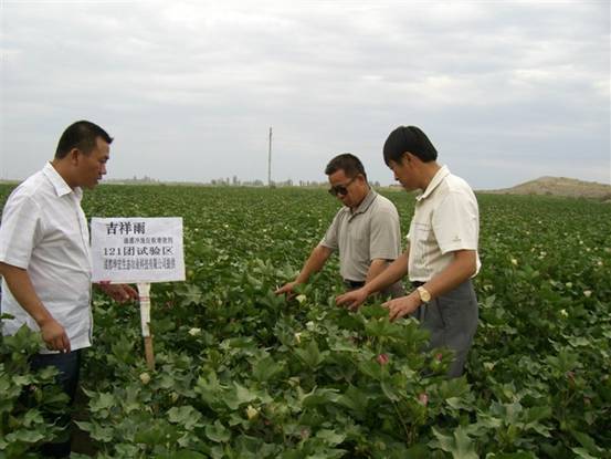 06年7月炮台试验站曹新成站长在农八师121团个人农场示范地观察.jpg