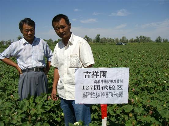 06年127团 种植试验站刘云龙观察在棉花上试验情况.jpg
