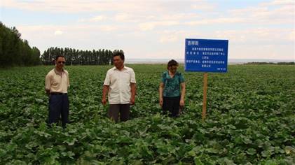 07年哈密地域土肥站技术专家在观察哈密瓜示范地.jpg