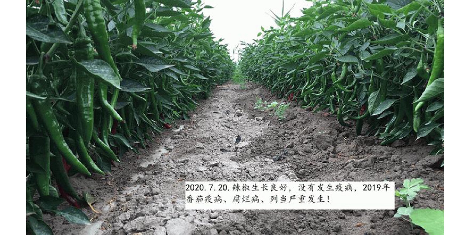 一种修复泥土重金属的生物有机肥料及其制备步骤--成都冰球突破官网曹刚整顿的资料2021.12.7.0045.jpg