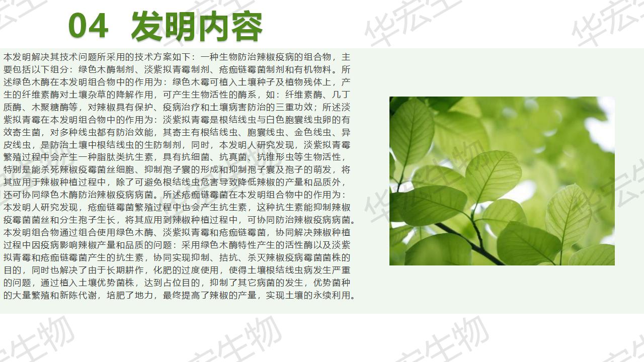 一种生物防治辣椒疫病的组合物及制备步骤和利用_14.jpg