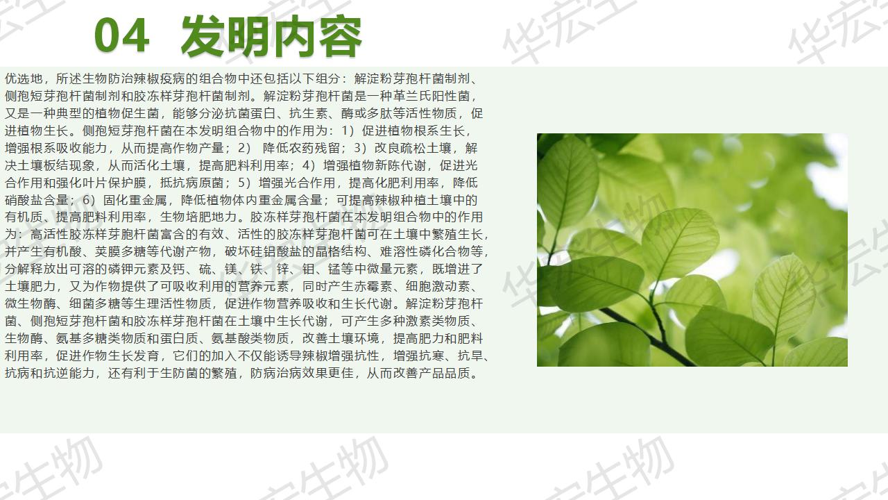 一种生物防治辣椒疫病的组合物及制备步骤和利用_16.jpg