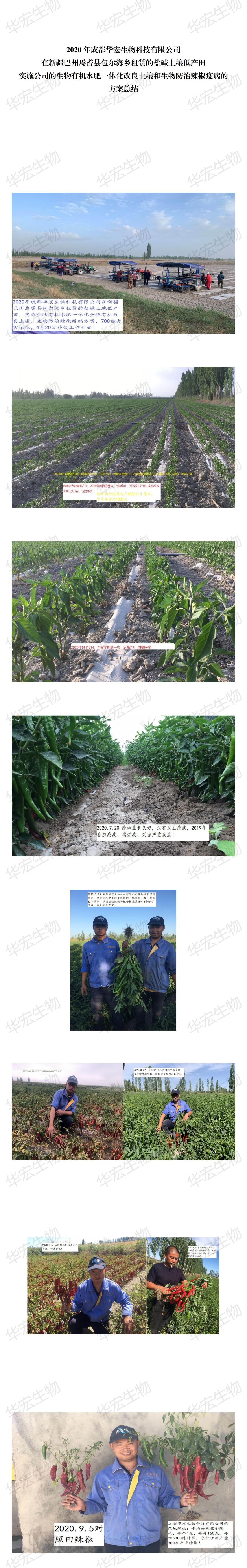 2020年冰球突破官网辣椒种植示范(2)_00.jpg